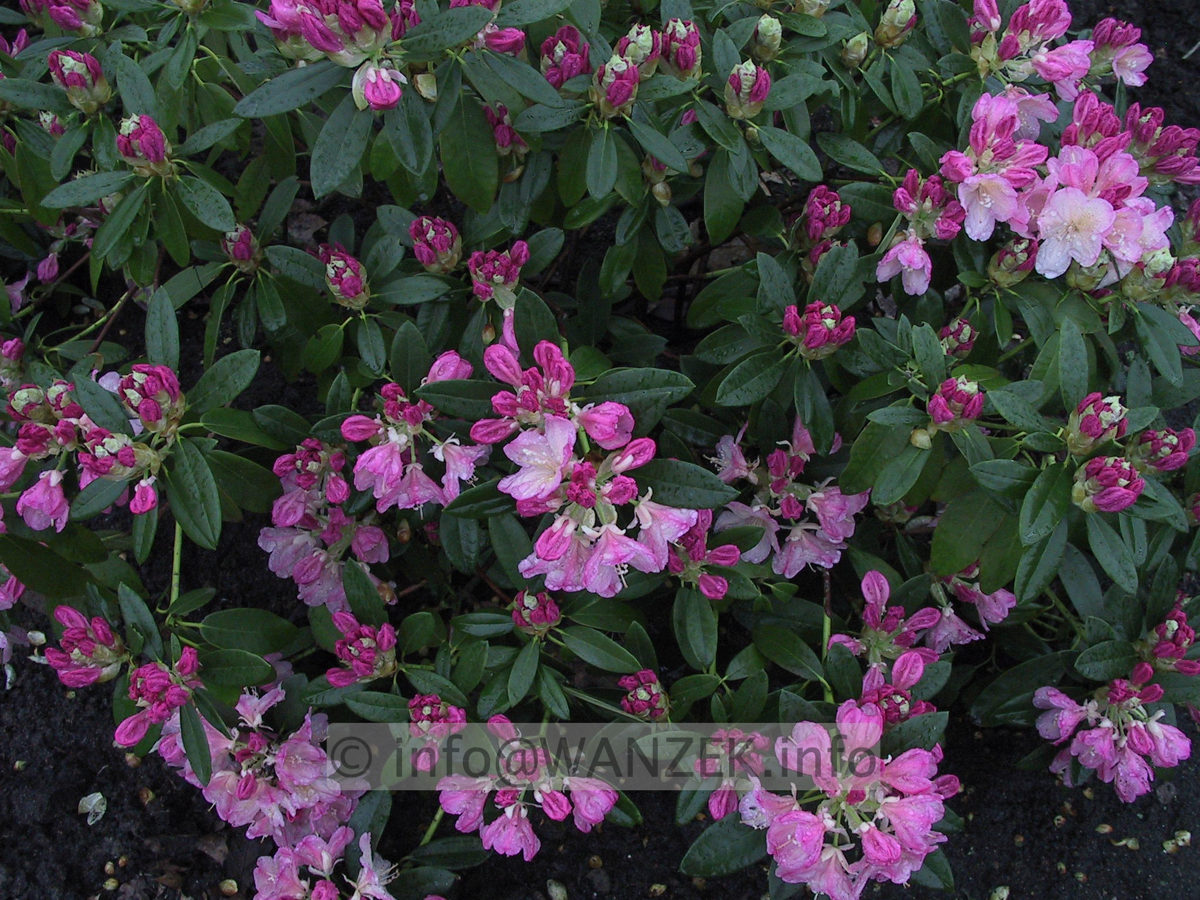 Rhododendron yakushimanum Polaris 01 knospig.JPG